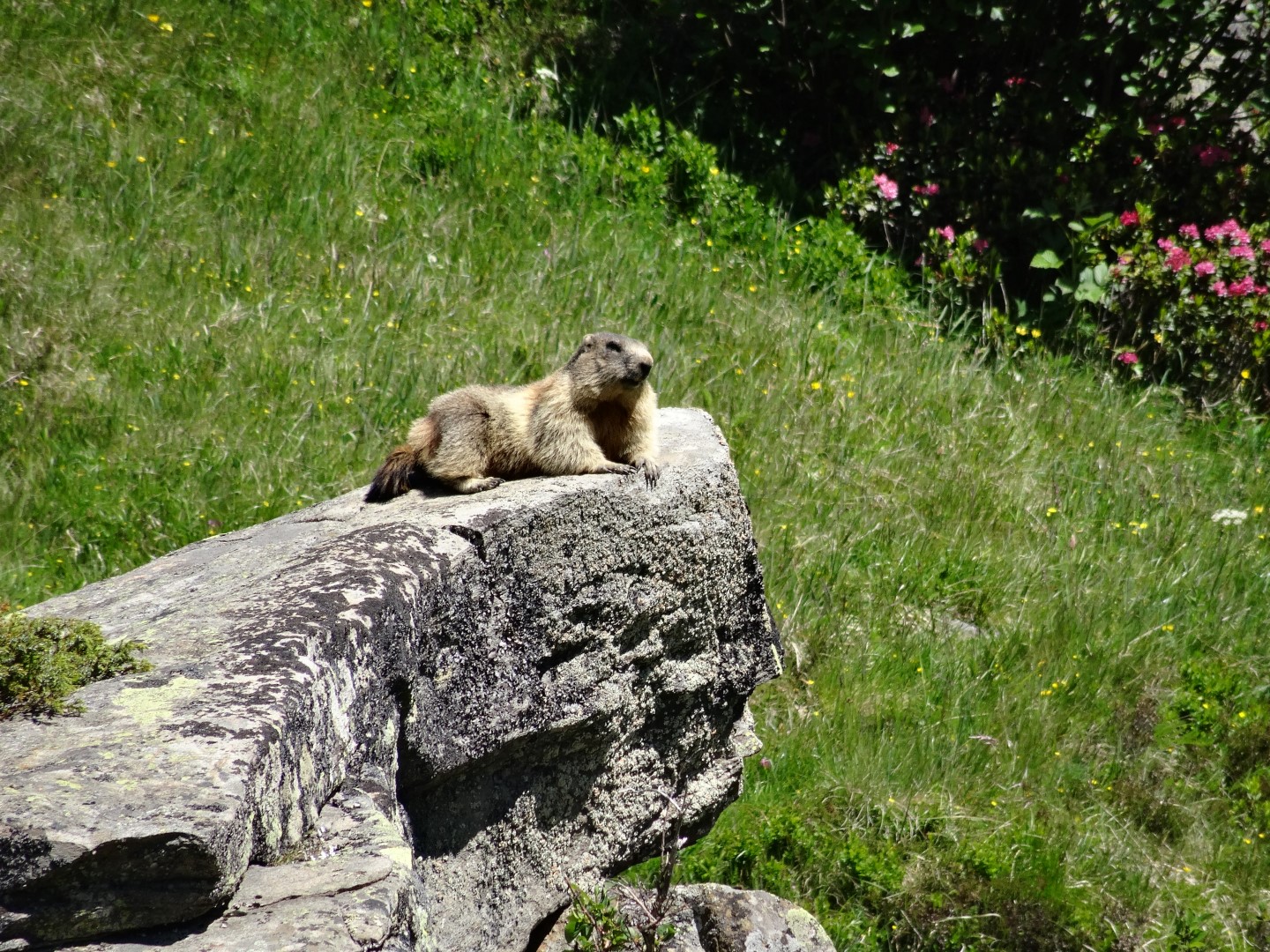 Murmeltiere Wo Man Sie Garantiert In Den Alpen Beobachten Kann